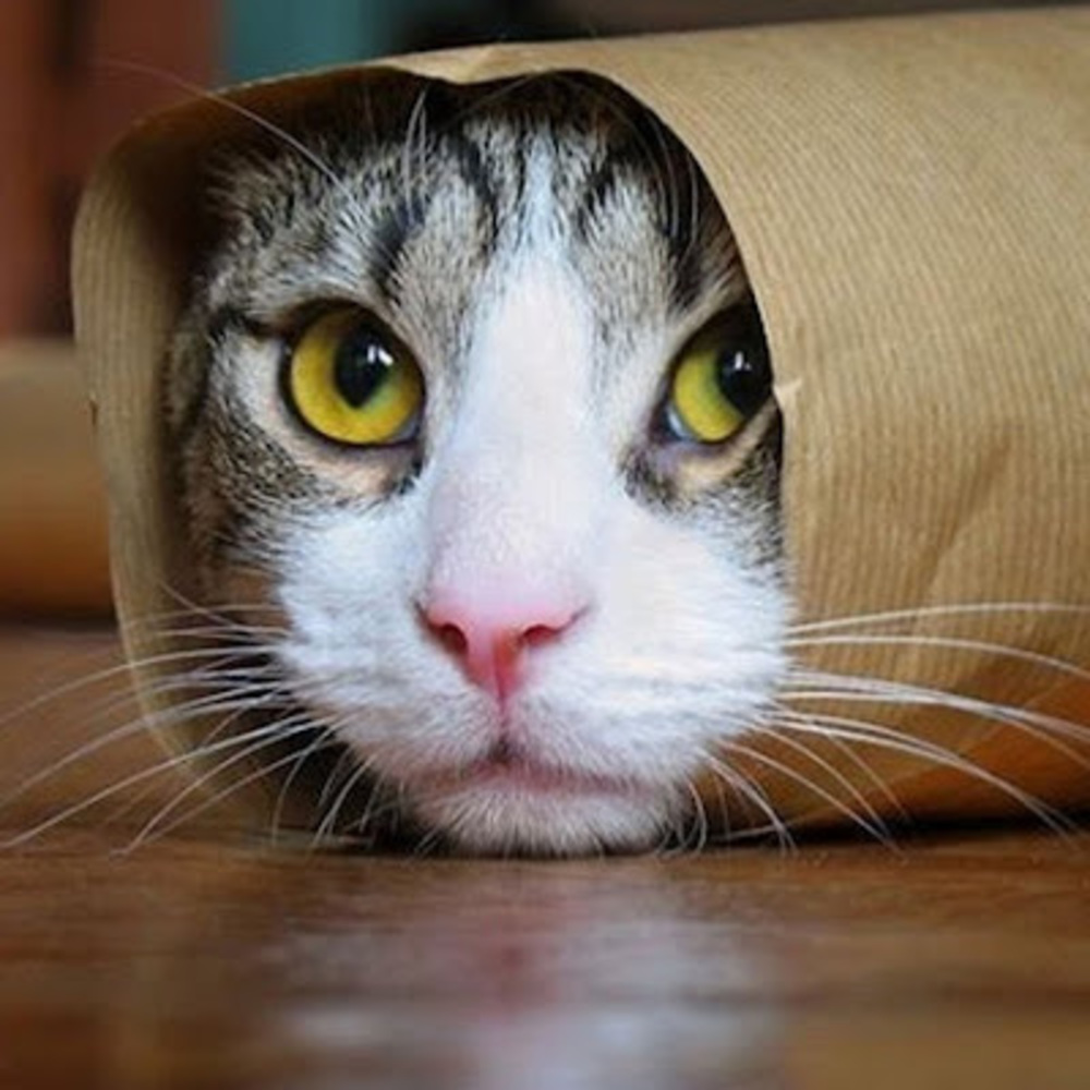 Meet your Posher, Reyna